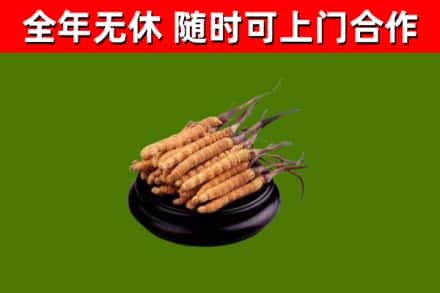 成武县回收冬虫夏草