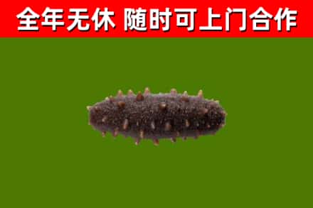 成武县回收海参干